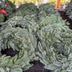 Vianočný veniec (Abies Nobilis) - slamený základ 30 cm, celkový vonkajší priemer 35-40 cm